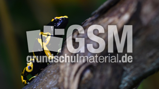 Gelbgebänderter Baumsteiger (3).jpg